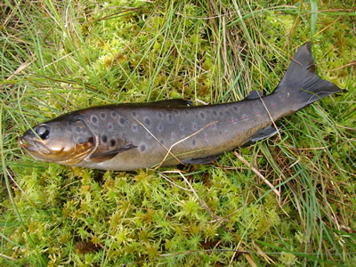 Llyn Bugeilyn trout